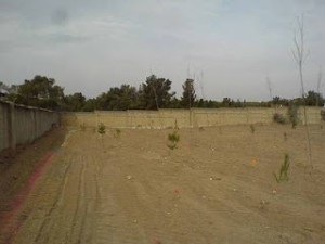 آخرین کاج های خاوران را نیز شکستند!