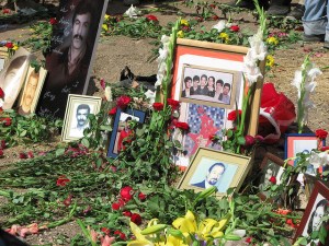 آخرین کاج های خاوران را نیز شکستند!