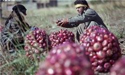 قیمت پیاز در استان تولیدکننده رکورد زد!
