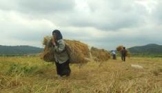 کشاورزان زن با داشتن کاری طاقت فرسا، بیمه نیستند