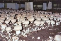 تعطیلی ۱۹۵ واحد تولیدی قارچ ظرف یك سال گذشته و بیکاری ۸۰ هزار کارگر