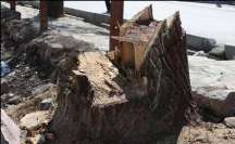 شهرداری تهران ۱۰۰ درخت کهنسال در منطقه درکه را قطع کرد